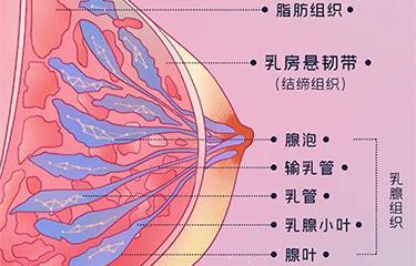 懸韌帶修復儀如何修復胸部懸韌帶？搭配按摩手法效果更好？